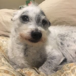 Meet your Posher, Robin